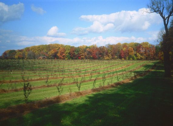 First apples