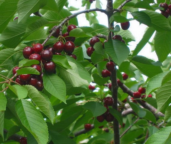 PYO Cherries