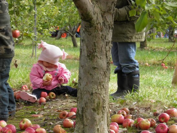 PYO Under an Apple tree