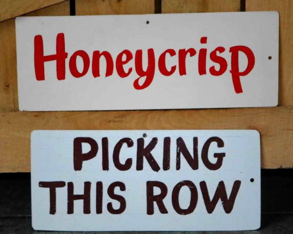 This row for picking Honeycrisp